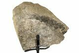 Fossil Sauropod Limb Section with Metal Stand - Colorado #335501-2